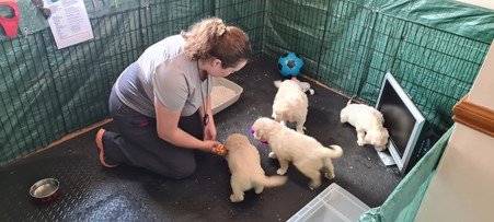 Researchers at Queen's University Belfast explore the socialisation techniques that breed confident, happy puppies